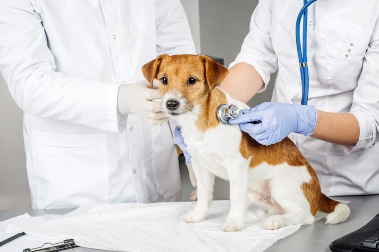 veterinarian-checking-up-sick-dog-with-stethoscope
